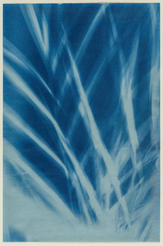 Palm leaves, winter