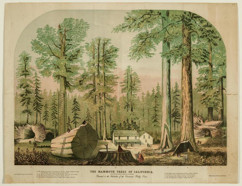 The Mammoth Trees of California