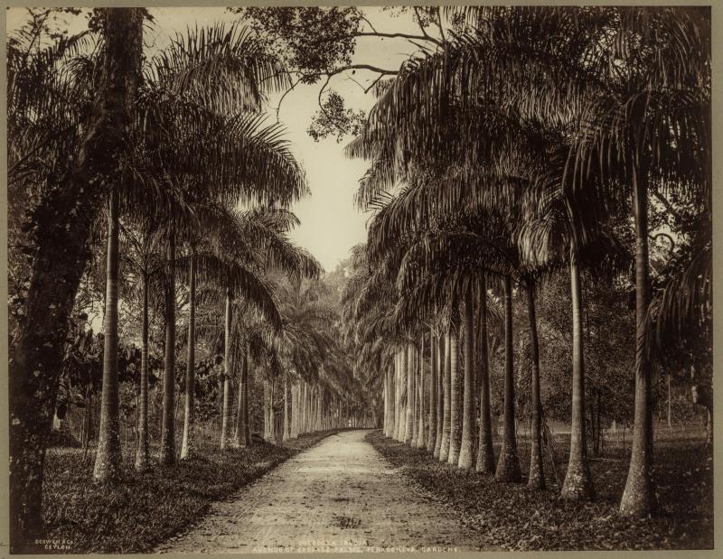 Oreodoxa regia. Avenue of Cabbage Palms, Peradeniya Gardens