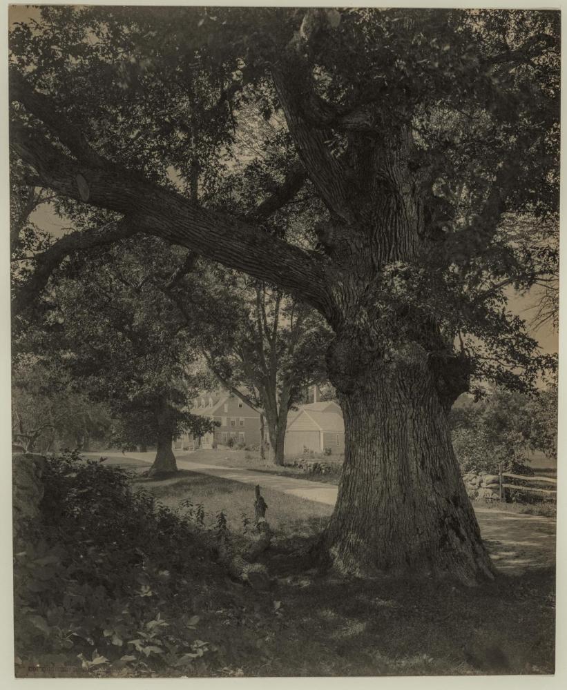 Oak, Wayside Inn