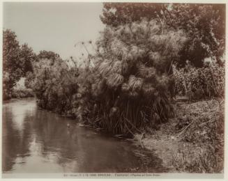 I Papirus sul fiume Anapo