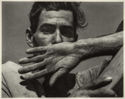 Migratory Cotton Picker, Eloy, Arizona