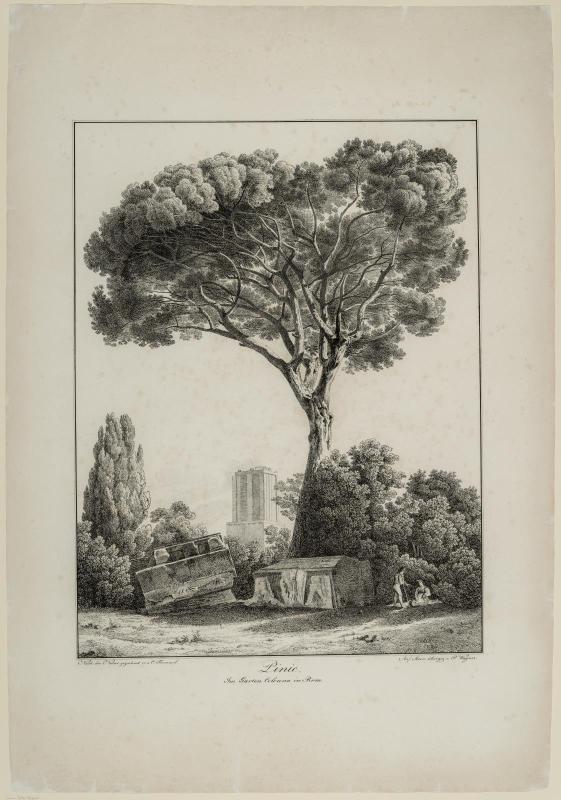 Pine Tree, in the Colonna Garden in Rome