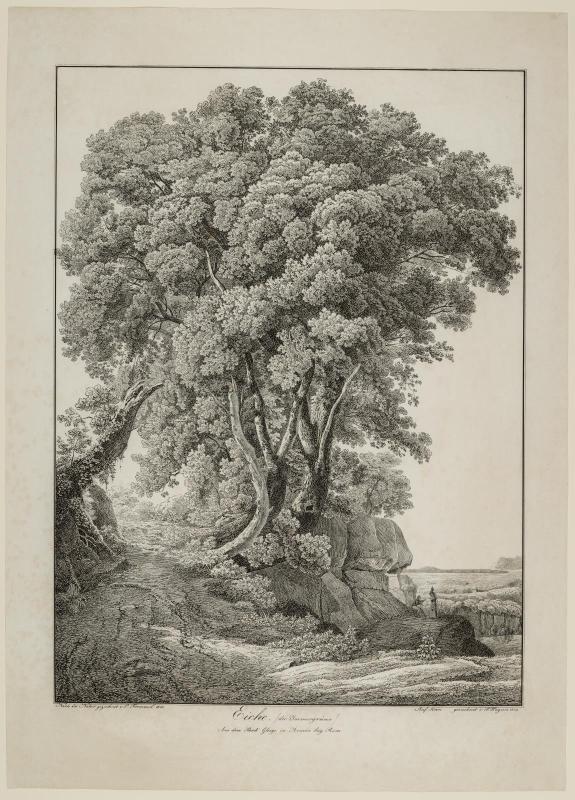 Evergreen Oak from Ghigi Park in Ariccia near Rome