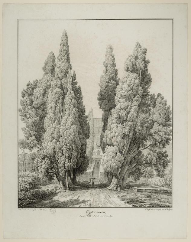 Cypresses in the Villa d'Este in Tivoli