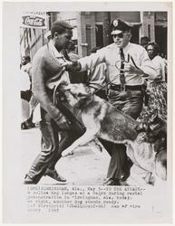 A police dog lunges at a Negro during a racial demonstration in Birmingham, Alabama