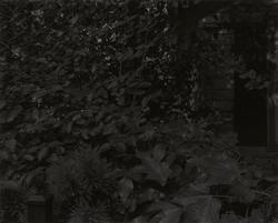 Untitled #8 (Leaves and House)