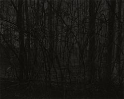 Untitled #21 (Forest)