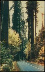 Redwood Highway. Highway 101 winds through the Redwood forests of California.