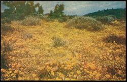 California Poppies