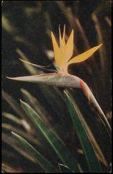 BIRD OF PARADISE