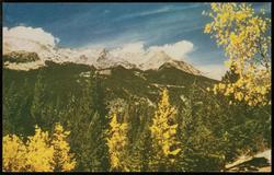 Aspens in autumn in the Rocky Mt. National Park. Never-Summer Range in the background.