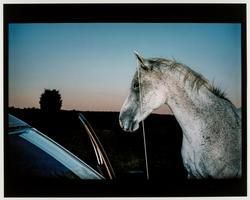 Gray Horse and Car Radio Antenna