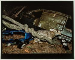 Eastern Cottontail and Wrecked Car