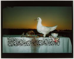 White Pigeon and Broken WIne Glass