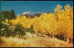Arizona Aspens. This colorful scene was photographed near Flagstaff, Arizona.