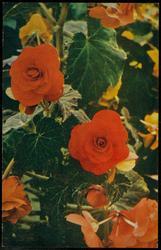 BEGONIA