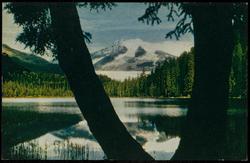 ALASKAN GLACIER THROUGH TREE TRUNK