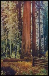 CALIFORNIA REDWOODS