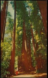 MUIR WOODS