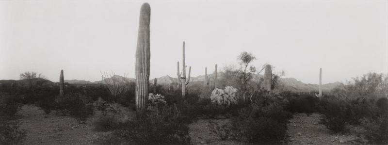 Organ Pipe Cactus National Monument, Arizona