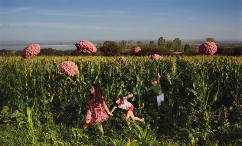 Knit Series: The Cornfield