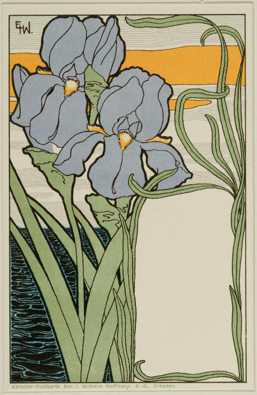 Purple irises