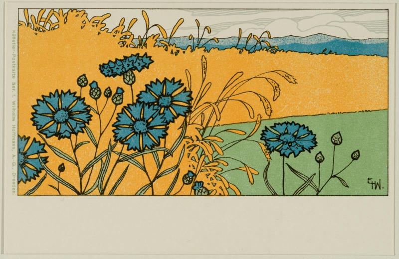 Field of flowers