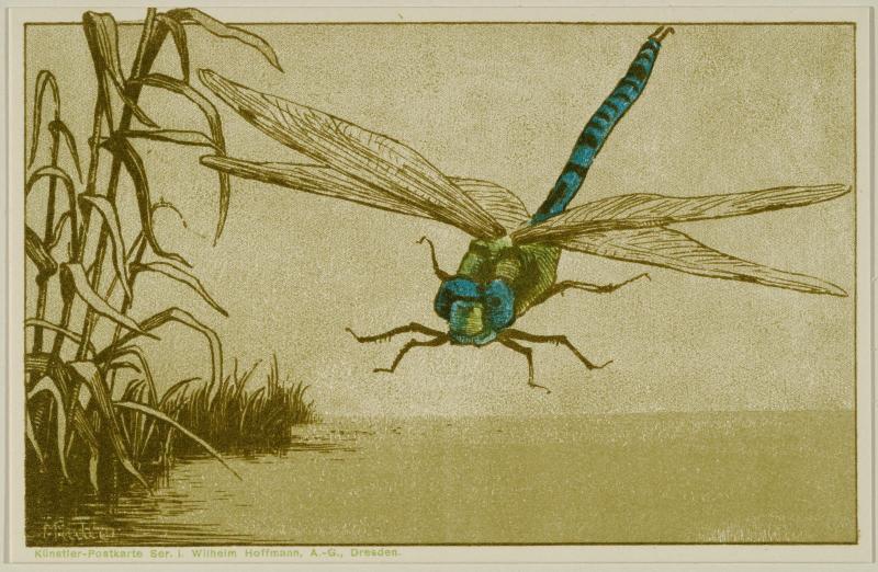 Dragonfly