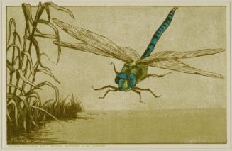 Dragonfly