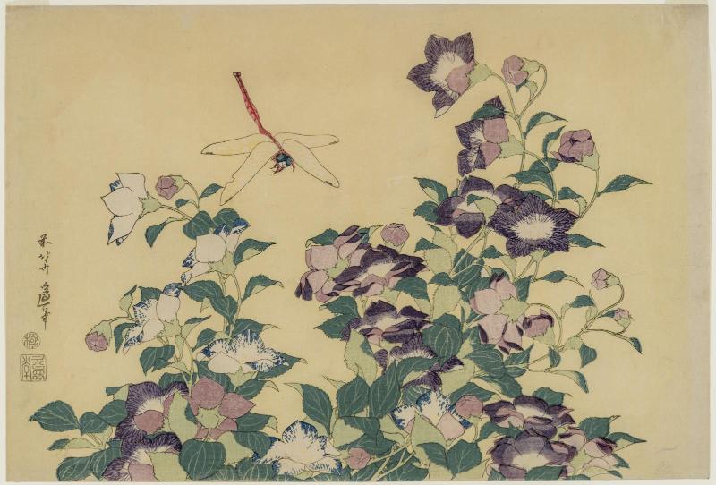 Bellflower and Dragonfly, from an untitled series known as Large Flowers