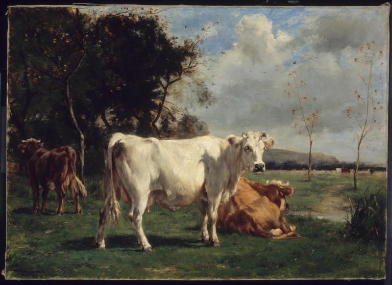Cows in a Pasture