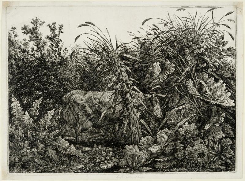 The Cow in the Swamp