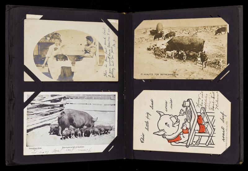 Postcard album of stockyard and market scenes