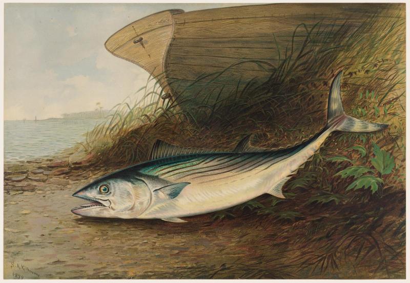 The Mackerel
