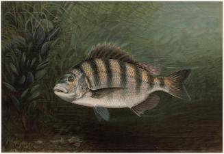 The Sea Bass or Southern Blackfish