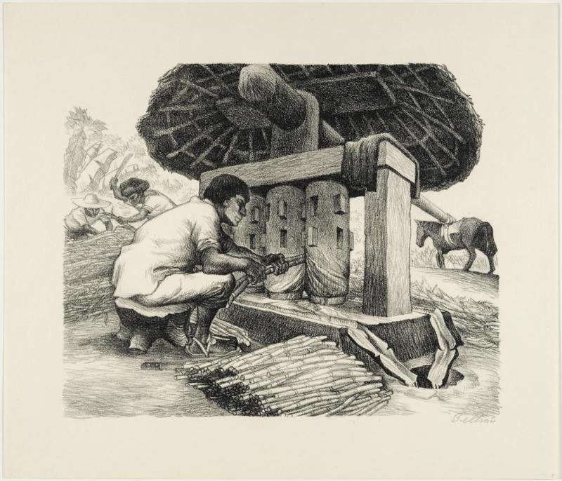 Mexican People: Grinding Sugar Cane