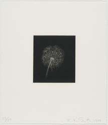 Dandelions (B)