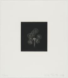 Dandelions (D)