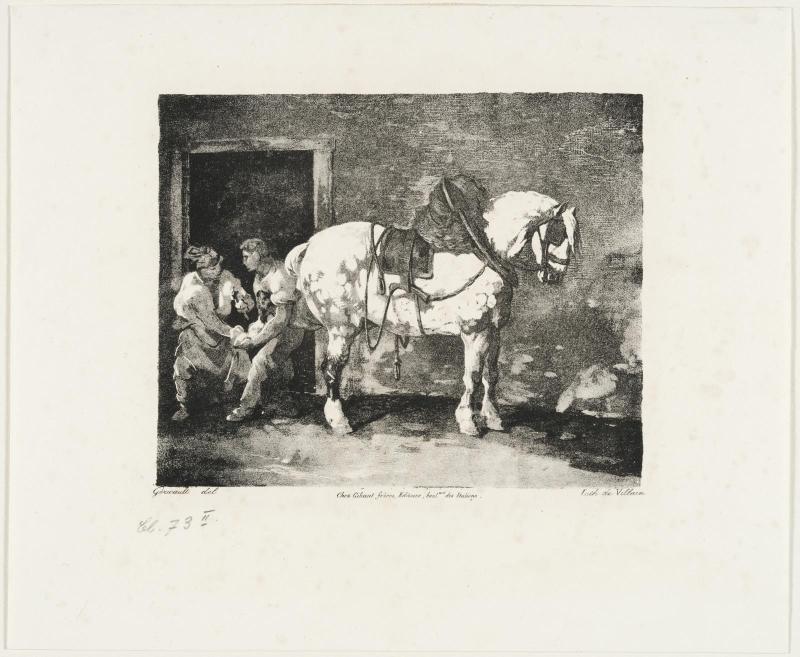 A Dappled Draft Horse Being Shod