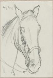Head of a Horse