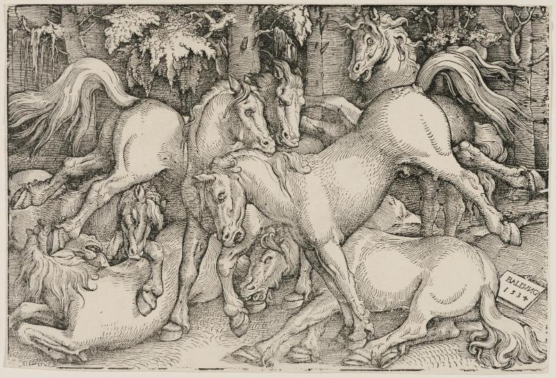 Wild Horses Fighting