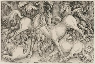 Wild Horses Fighting