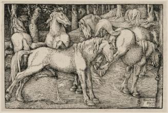 Stallion Attempting to Mate