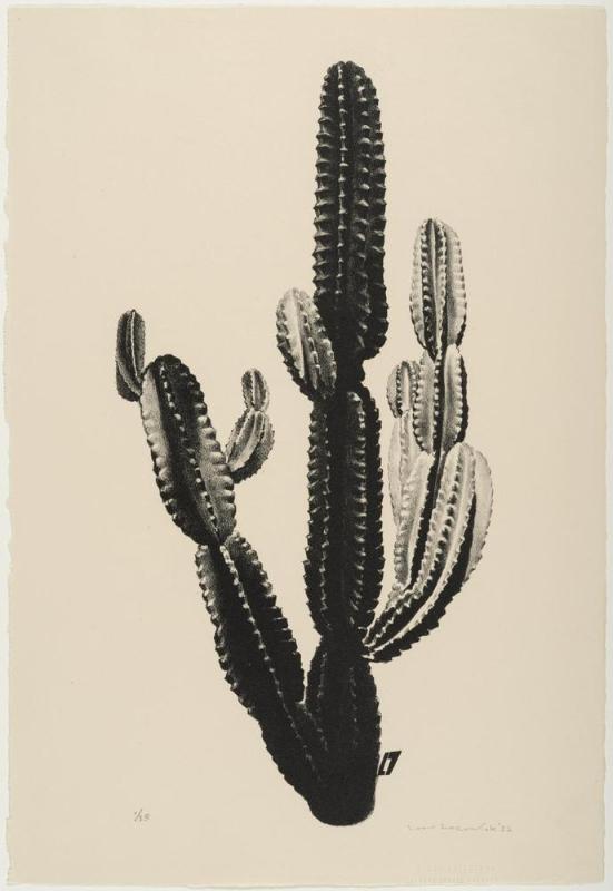 Cactus