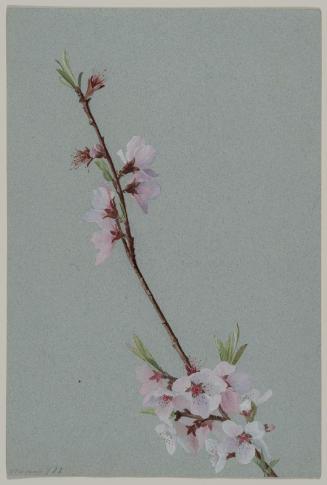Twig of Cherry Blossoms