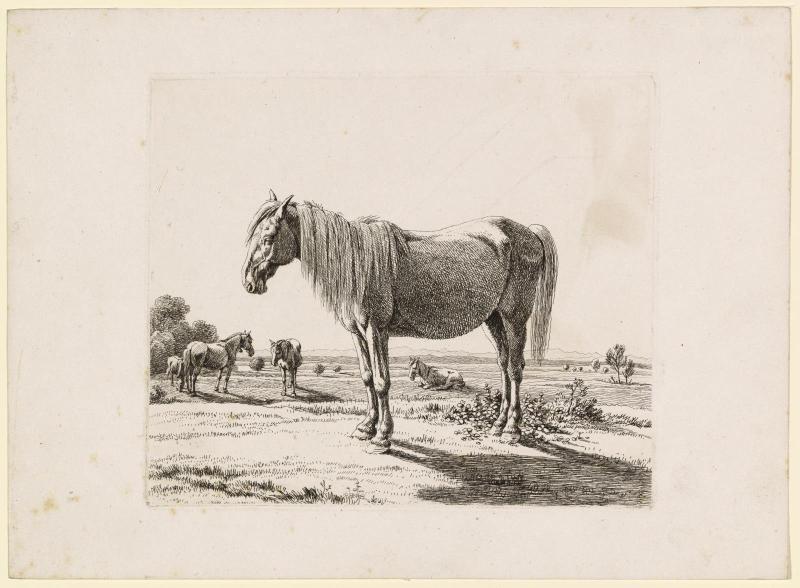 Horse in a Pasture