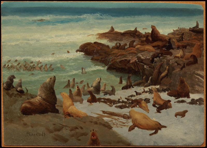 Seal Rocks, Farallons