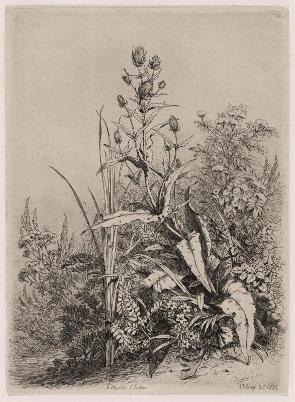 Fuller's Teasel