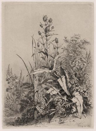 Fuller's Teasel